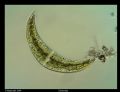 Closterium sp.
